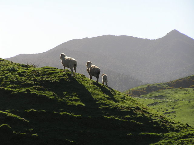 My favorite image from 38 South 175 East - looking east on the sheep on the skyline, 250 meters south of the confluence.