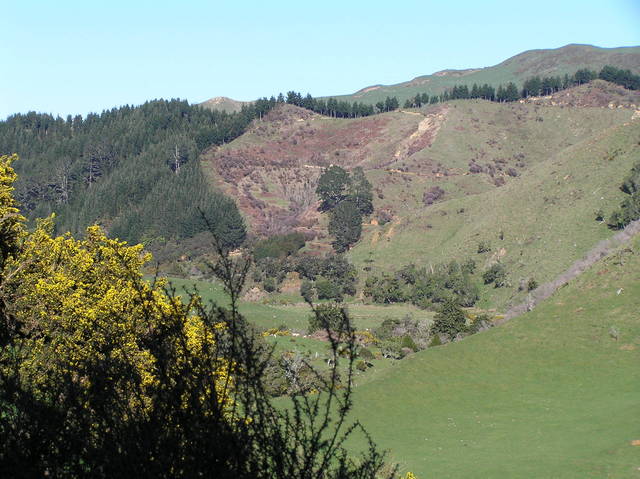 View to the west from the confluence, with invasive gorse in foreground.