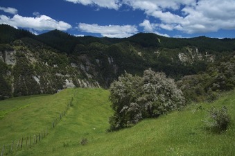 #1: View South (towards the Mohaka River - not visible here)