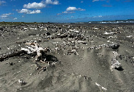 #2: Looking along the driftwood-strewn beach towards the Degree Confluence Point