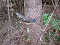 #8: Fantail near the confluence point