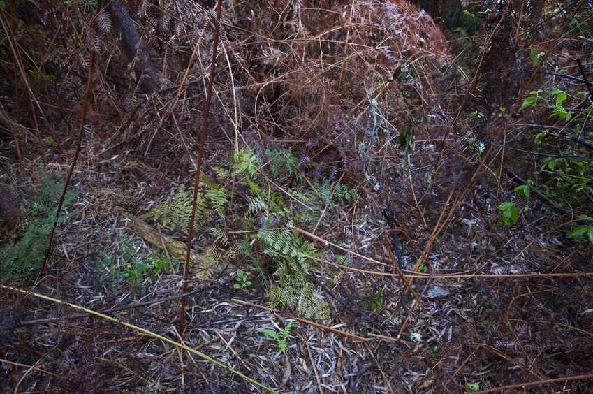 The confluence point lies partway up a steep hill, in this jumbled patch of ferns