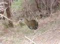 #7: A weka takes the greatest interest in the confluence hunter