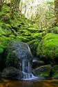 #8: Mossy forest and creek few hundred meters from the confluence