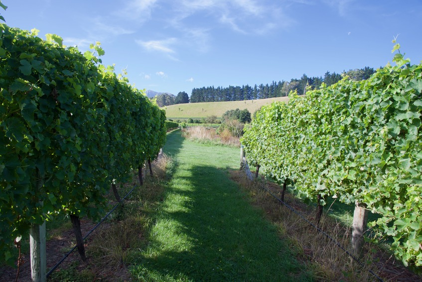 The confluence point lies between two rows of grapevines, in a vineyard. (This is also a view to the North.)