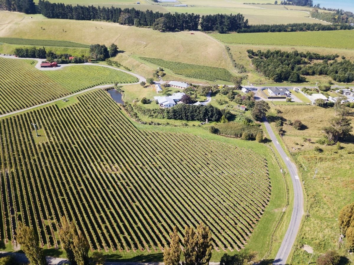 The confluence point lies within rows of grapevines, in the centre of this photo