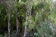 #4: View West (of young Rimu trees)