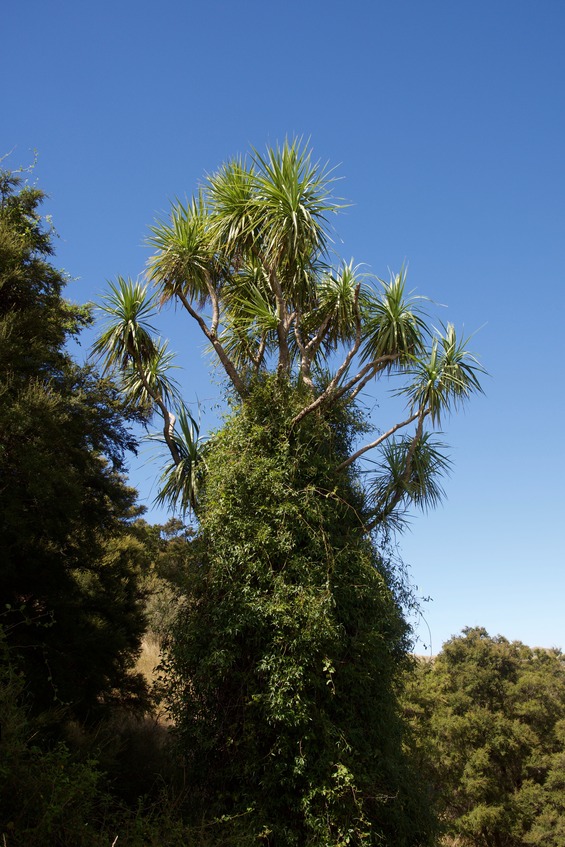 The prominent (vine-covered) Cabbage Tree, just southeast of the point
