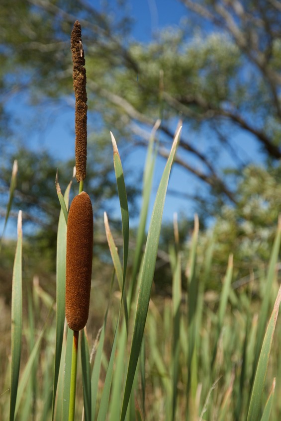 Bullrush growing in a marshy area, just south of the point