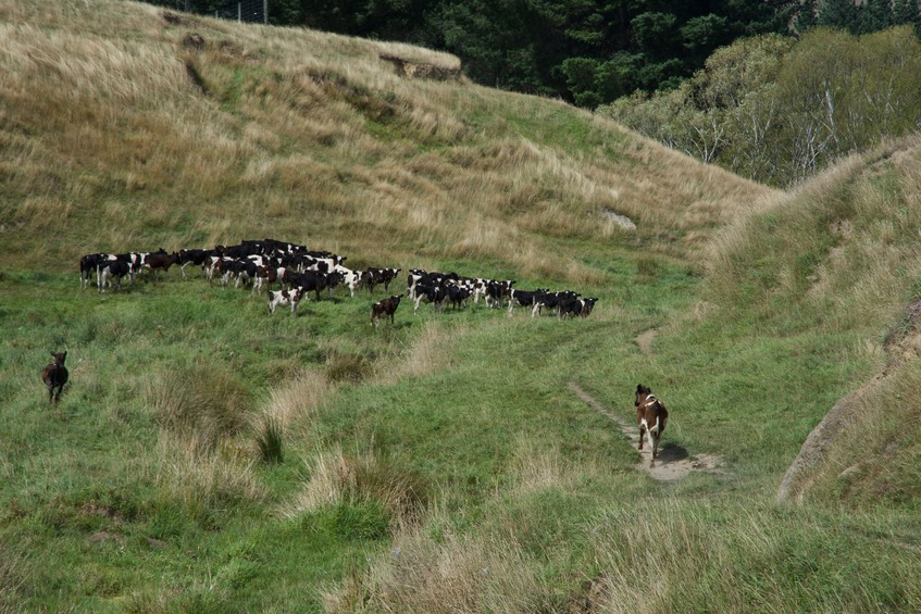 Cattle grazing in a farm field near the point