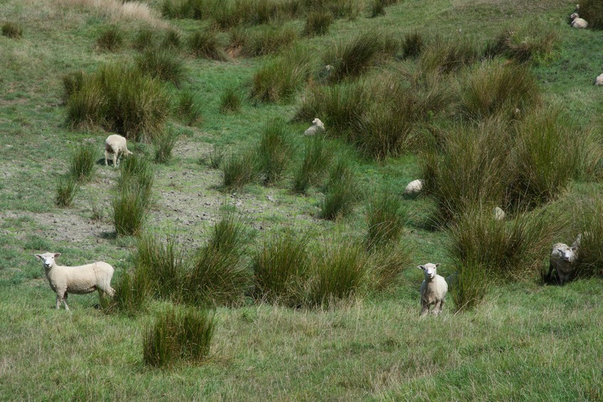 Sheep grazing in another farm field near the point