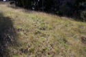 #5: The confluence point lies on a steep, grassy slope - with patches of bush on each side