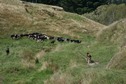 #8: Cattle grazing in a farm field near the point