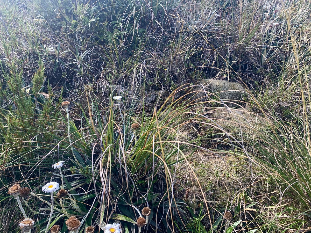 Ground cover (tussock) at the confluence point