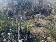 #5: Ground cover (tussock) at the confluence point