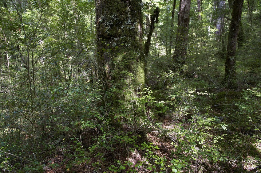 The confluence point lies within a beautiful beech forest, next to this large tree