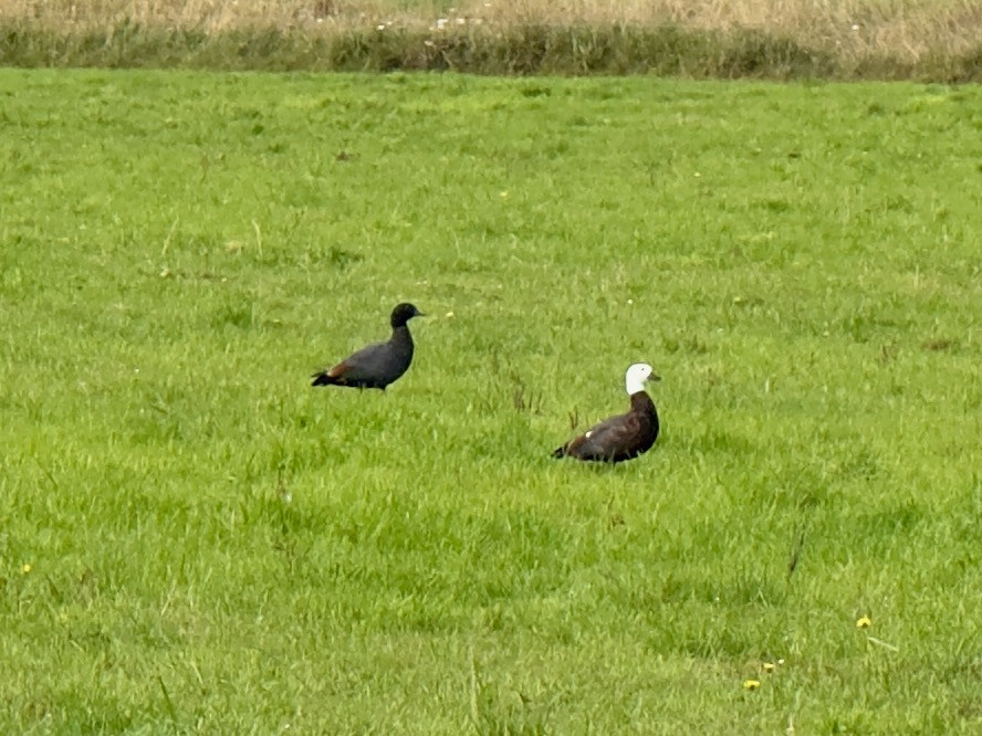 A pair of paradise shelducks (left: male; right: female) near the point