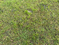#5: Ground cover at the confluence point