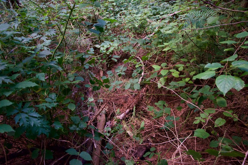 The confluence point lies on a slope in a commercial forest, with blackberry vines all around