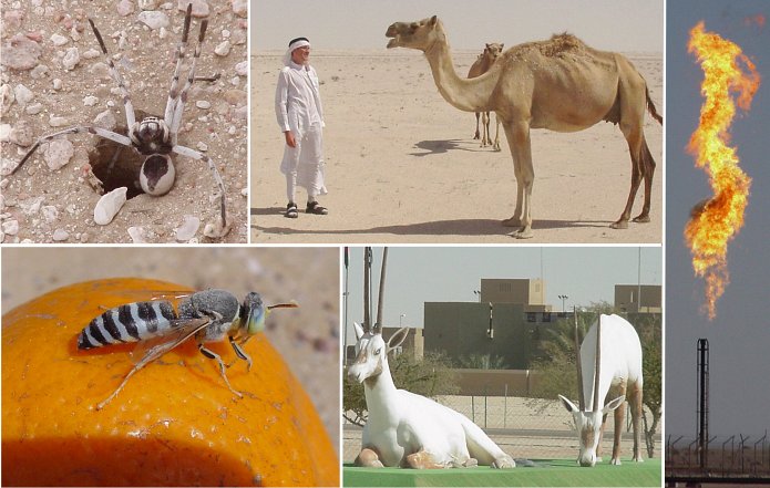 Contrasting world of desert animals and gas industry from Oman