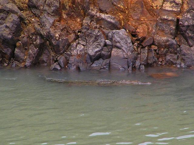 A crocodile in front of the Miraflores Locks