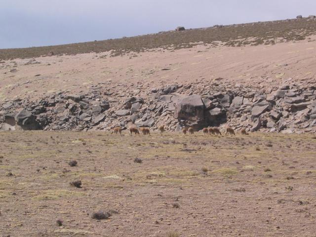 Vicuñas grazing nearby