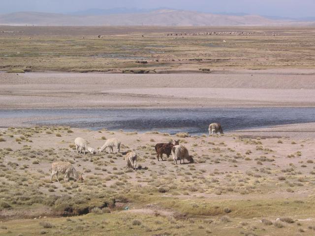 Llamas grazing near Imata