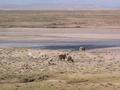 #8: Llamas grazing near Imata