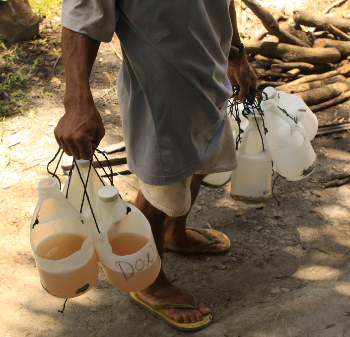 The pure coco sap (tuba) to be converted to coco sugar; 2 gallons of which can make 1 kilogram of coco sugar