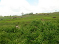#4: Typical scene of tiered paddy in the area.