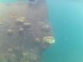 #9: Lusong Wreck very near the confluence