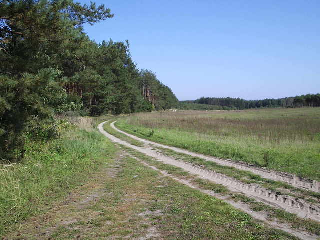 Droga wzdłuż lasu w kierunku NE/SW