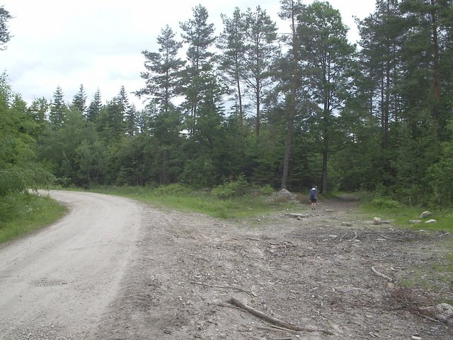 From gravel road into the forrest