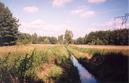 #8: A canal through a marshy meadow