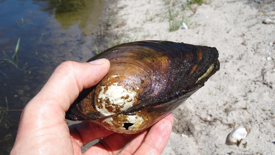 Large mussel