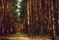 #2: Pine forest along my way to confluence