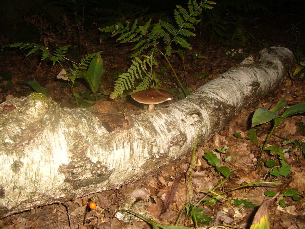 Mushroom - Pluteus cervinus Pangolin deer, (Life after life) - Grzyb - Łuskowiec jeleni (Życie po życiu) 