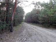 #8: Forest road / Лесная дорога