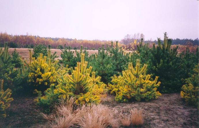 Small pine trees in autumn colors