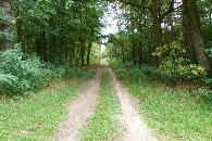 #9: Droga leśna doprowadzająca w pobliże punktu / A forest road leading to the point