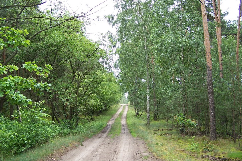 Nearby forest road (view towards E)