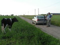 #8: Pictures session of cow, route towards north - Sesja zdjęciowa z krową, droga widok w kierunku pn 