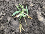 #7: An the CP / Am CP