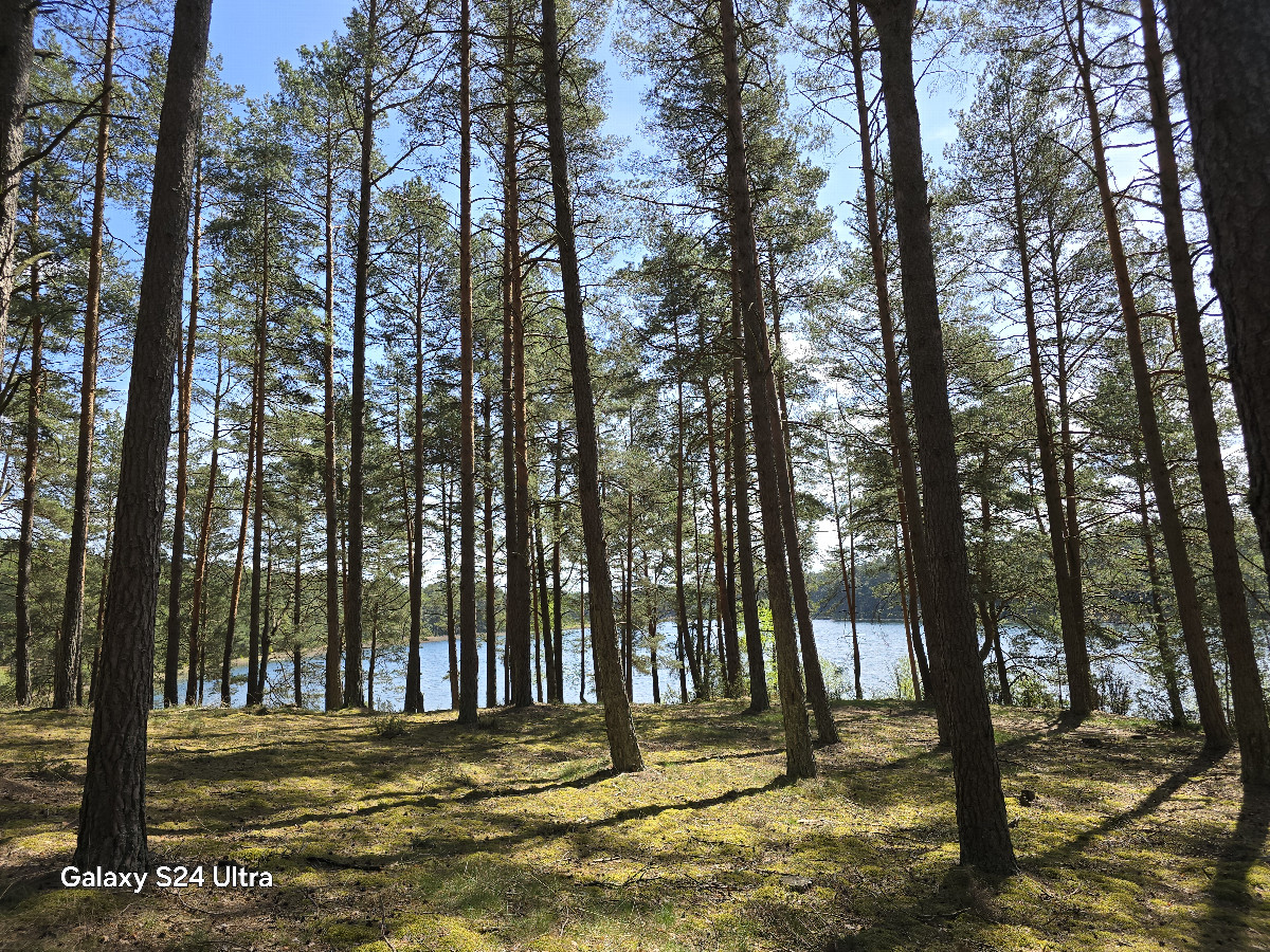Beautiful pine forest