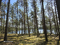 #7: Beautiful pine forest