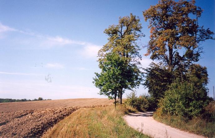 View towards E from the nearby road - the confluence is ca. 300 m away