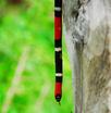 #8: Coral. Coral snake