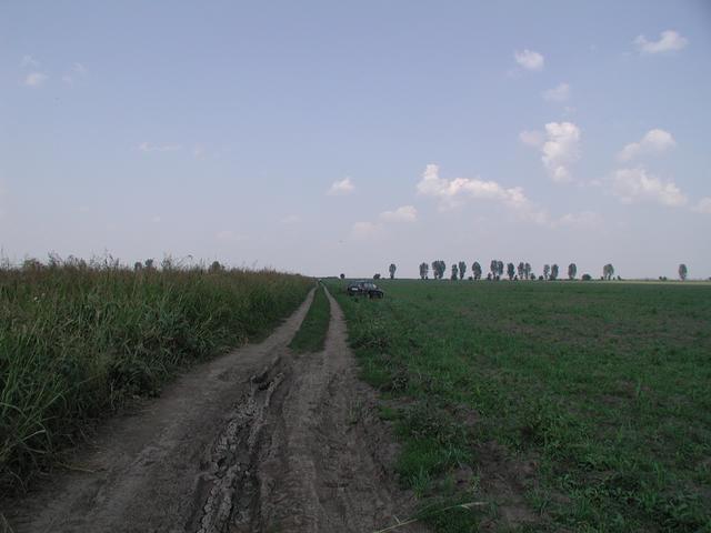 Weg am Maisfeld / Track along the corn field