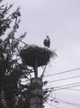#7: Storks keep an eye on local villages