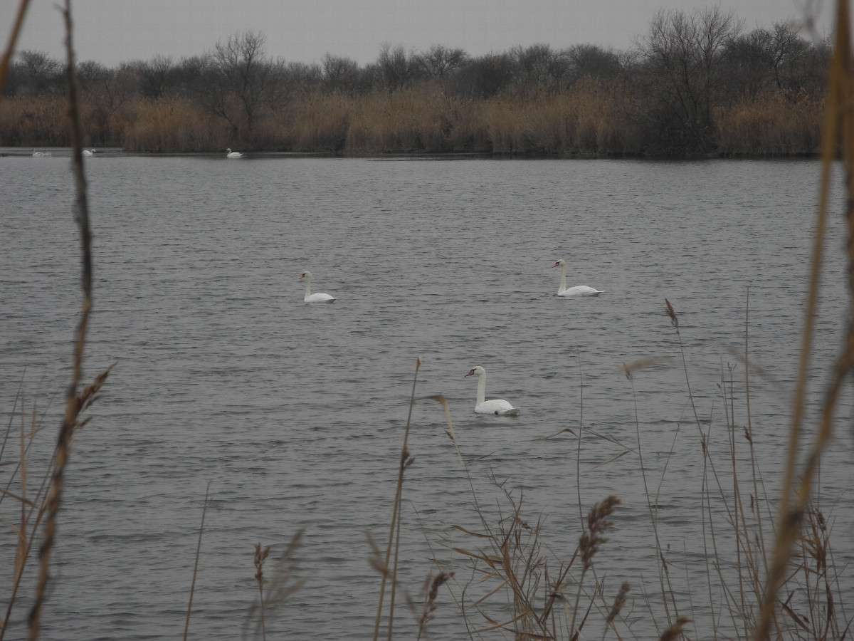 There are many birds living on the canals. For example, swans.